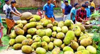 തിരുനാൾ വ്യത്യസ്‌തമാക്കി ചക്ക വിഭവങ്ങളിൽ നേർച്ച