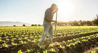FAOയുടെ ദശവത്സര ഗാര്‍ഹിക കൃഷി പദ്ധതിയ്ക്ക് ഫ്രാൻസിസ് പാപ്പായുടെ അഭിനന്ദനം
