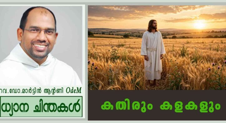 16th Sunday_Ordinary Time_2026_കതിരും കളകളും (മത്താ. 13:24-43)
